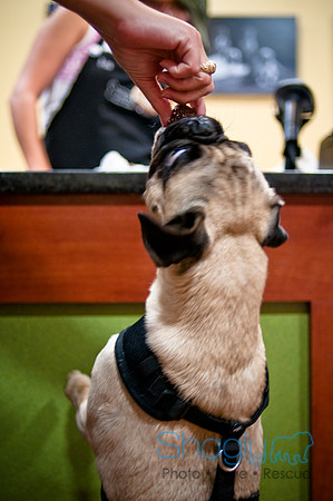 Mutt Mixer-29