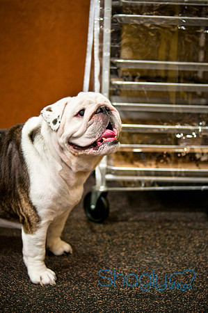 Mutt Mixer-53