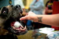 Mutt Mixer-7