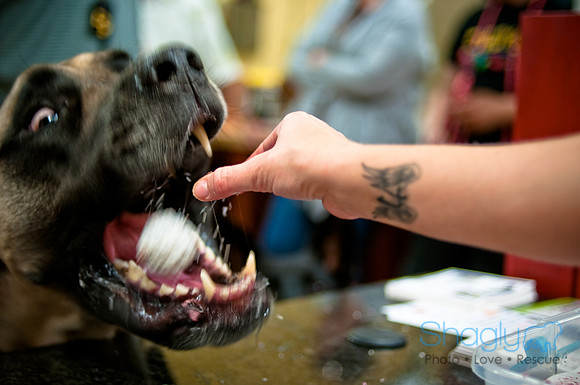 Mutt Mixer-7