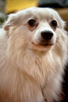 Mutt Mixer-10