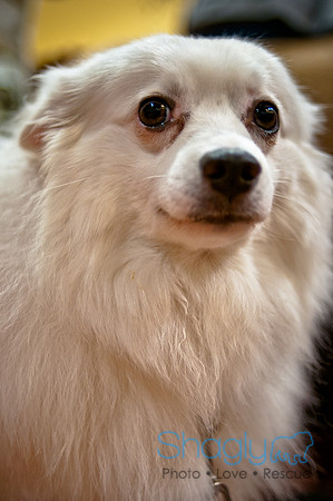 Mutt Mixer-10