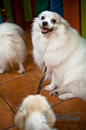 Mutt Mixer-24