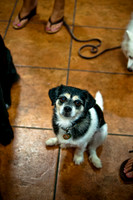 Mutt Mixer-4