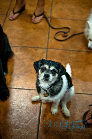 Mutt Mixer-4