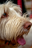 Mutt Mixer-5