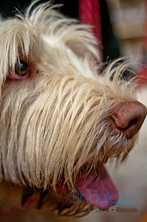 Mutt Mixer-5