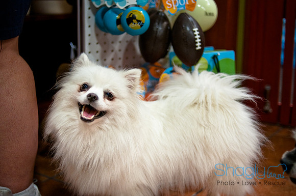 Mutt Mixer-42