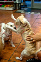 Mutt Mixer-14