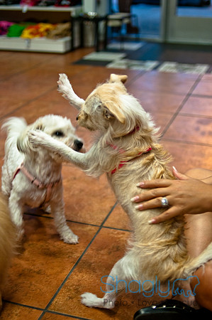 Mutt Mixer-14