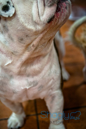 Mutt Mixer-34