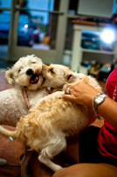 Mutt Mixer-17