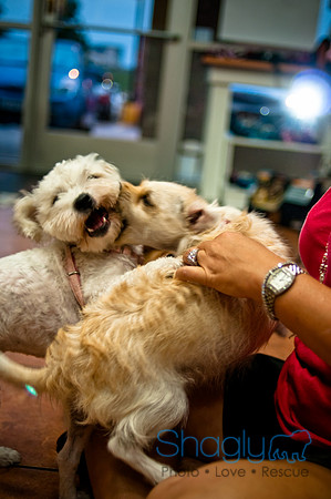 Mutt Mixer-17