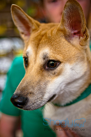 Mutt Mixer-27