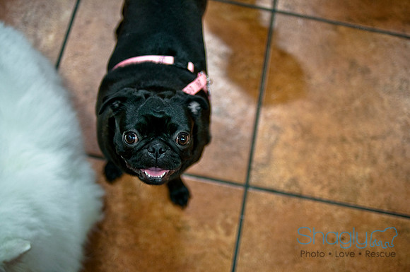 Mutt Mixer-45