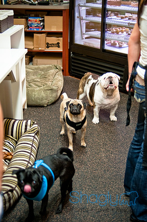 Mutt Mixer-55