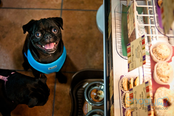 Mutt Mixer-48