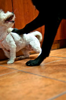 Mutt Mixer-20