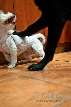 Mutt Mixer-20