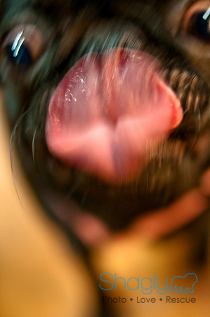 Mutt Mixer-35