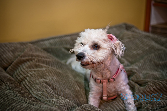 Mutt Mixer-58