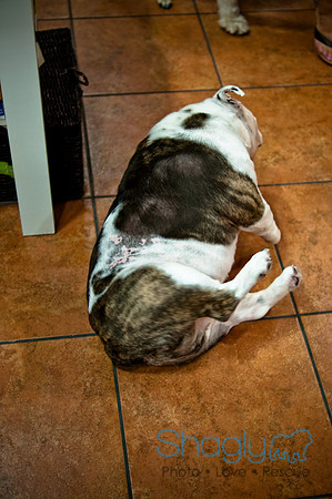 Mutt Mixer-47