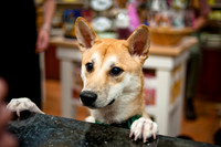 Mutt Mixer-2