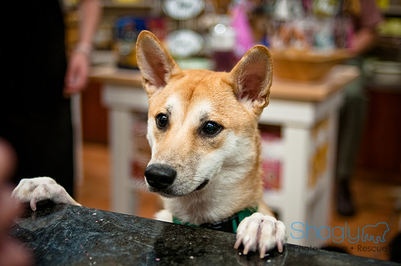 Mutt Mixer-2