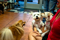 Mutt Mixer-16