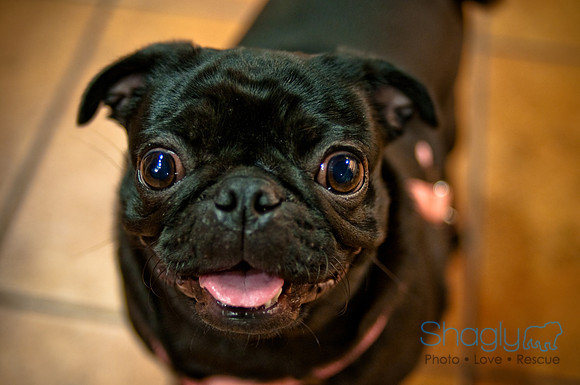 Mutt Mixer-37