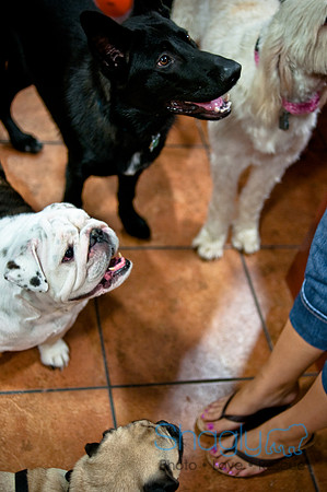 Mutt Mixer-33