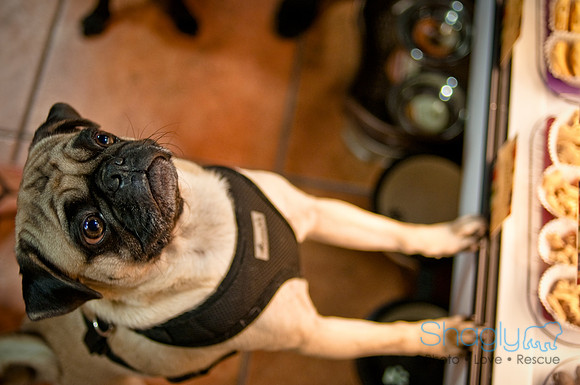 Mutt Mixer-49