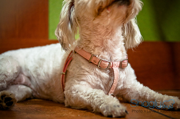 Mutt Mixer-30