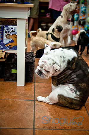 Mutt Mixer-46
