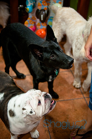 Mutt Mixer-32