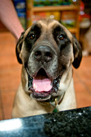 Mutt Mixer-9