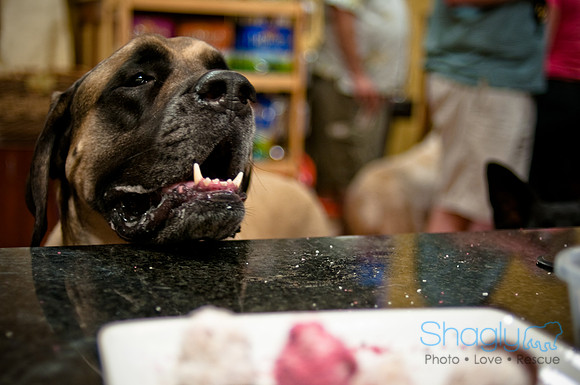 Mutt Mixer-8