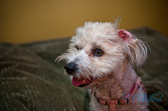Mutt Mixer-59