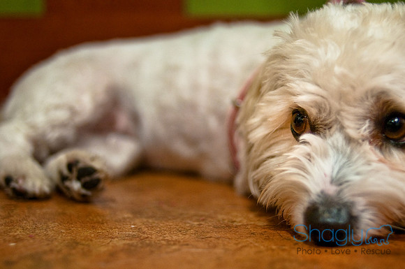 Mutt Mixer-28