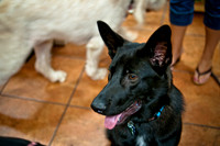Mutt Mixer-3