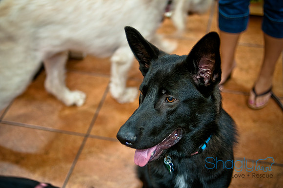 Mutt Mixer-3