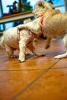 Mutt Mixer-19