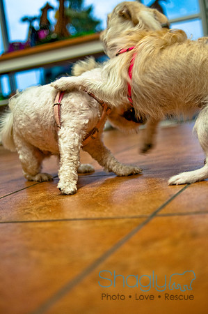 Mutt Mixer-19