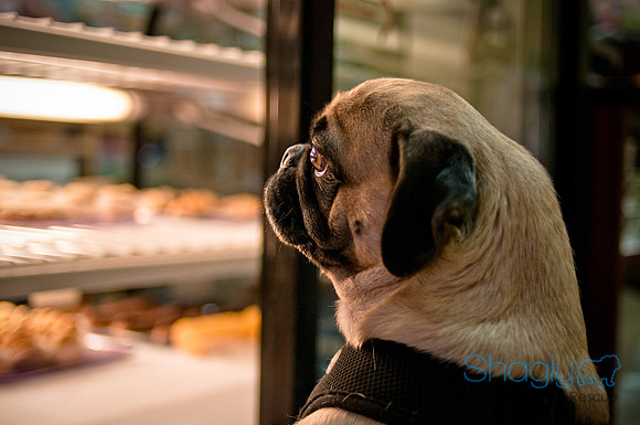 Mutt Mixer-52