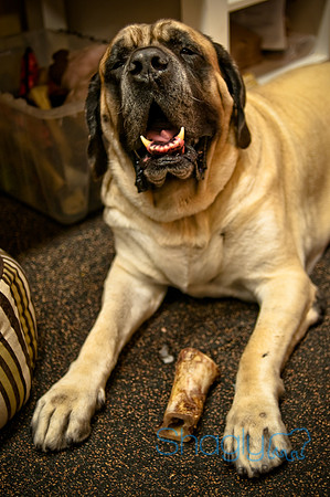 Mutt Mixer 08-24-2010-47