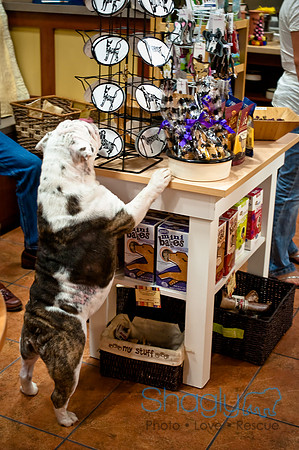 Mutt Mixer 08-24-2010-67