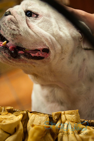 Mutt Mixer 08-24-2010-31