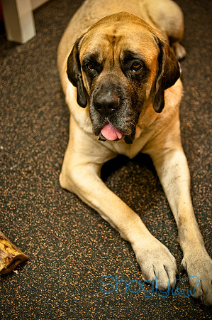 Mutt Mixer 08-24-2010-79