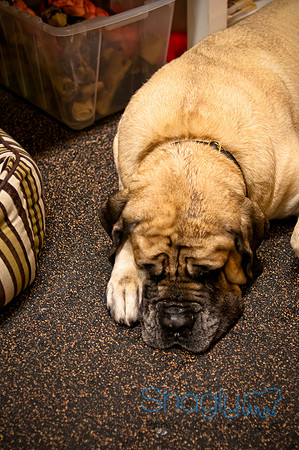 Mutt Mixer 08-24-2010-42