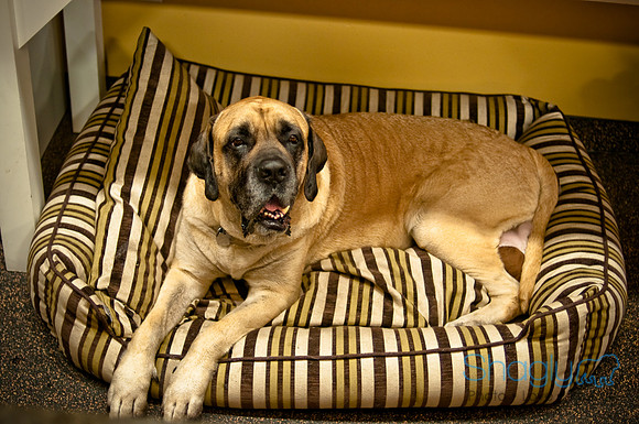 Mutt Mixer 08-24-2010-26